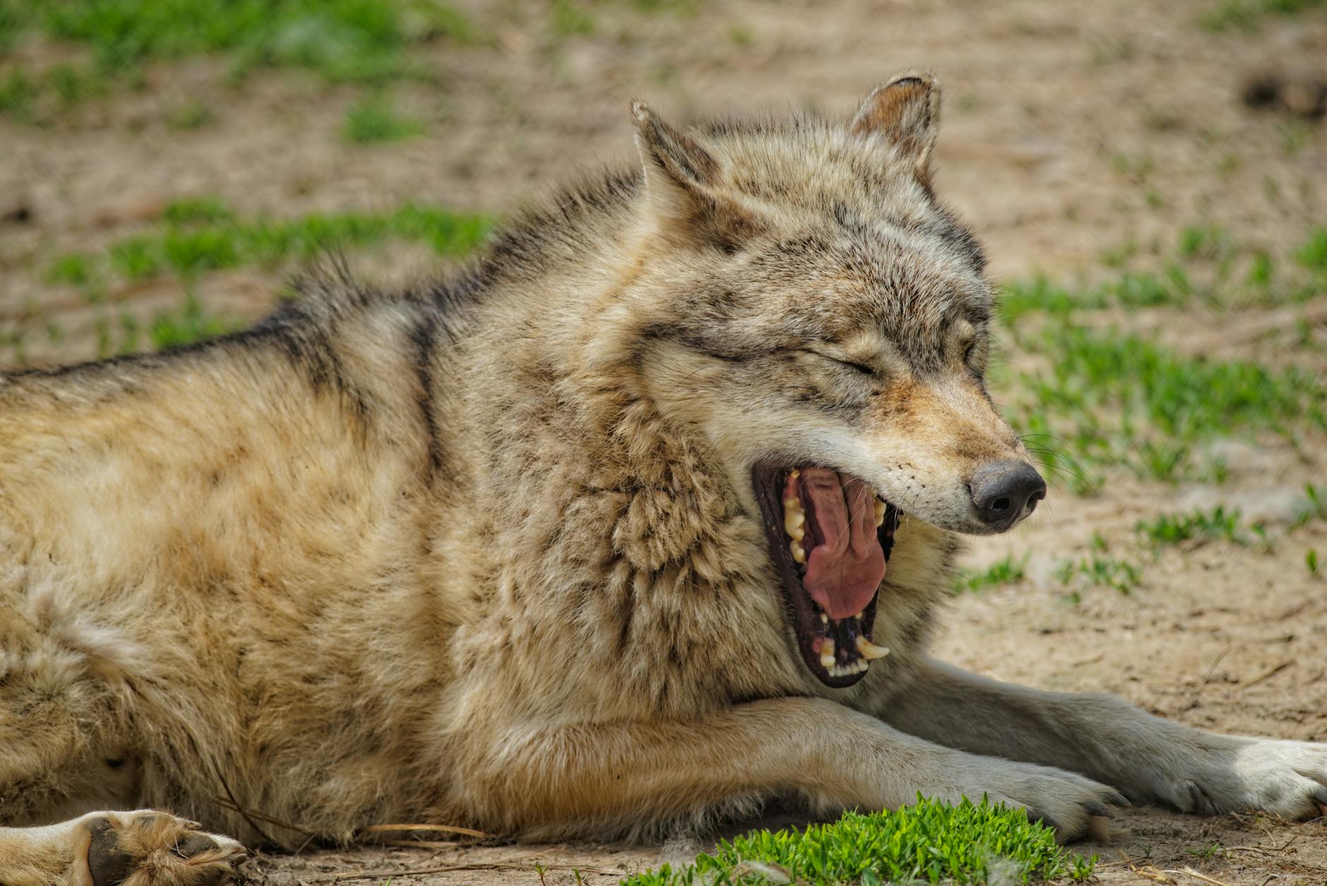 lying yawning wolf